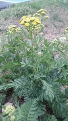 Tanacetum vulgare