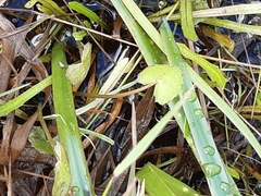 Centella cordifolia