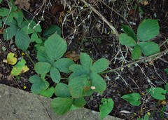 Rubus eboracensis