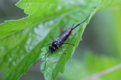 Ichneumonidae