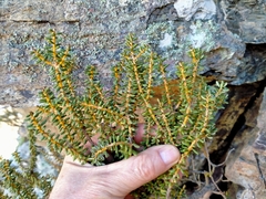 Olearia cymbifolia