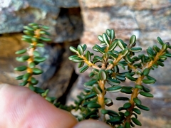 Olearia cymbifolia