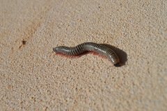 Ommatoiulus lusitanus