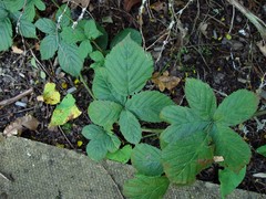 Rubus eboracensis