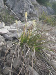 Carex humilis