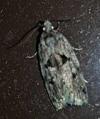 Barea melanodelta