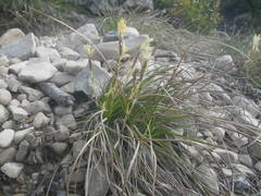 Carex humilis