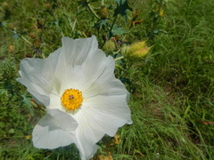 Argemone albiflora texana