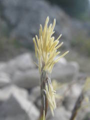 Carex humilis