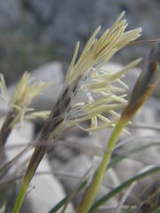 Carex humilis
