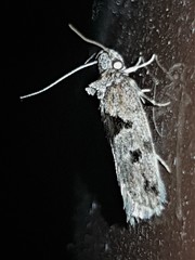 Barea melanodelta