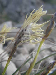 Carex humilis
