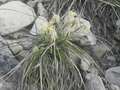 Carex humilis