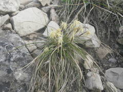 Carex humilis