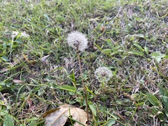 Taraxacum