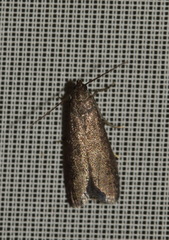 Eccopisa effractella
