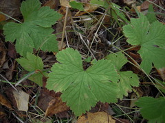 Rubus humulifolius