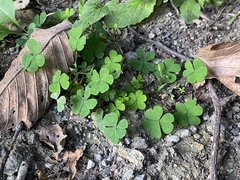 Oxalis corniculata