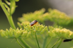 Athalia rosae