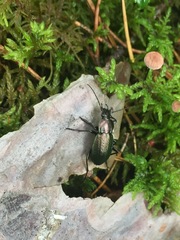 Carabus arvensis
