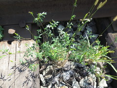 Bidens parviflora