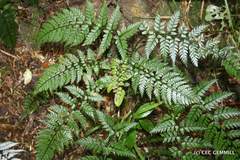 Polystichum neozelandicum neozelandicum