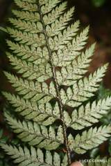 Polystichum neozelandicum neozelandicum