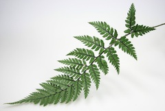 Polystichum neozelandicum neozelandicum