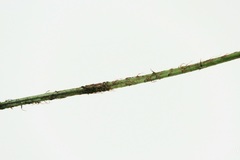 Polystichum neozelandicum neozelandicum