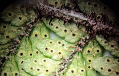 Polystichum neozelandicum neozelandicum