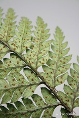 Polystichum neozelandicum neozelandicum