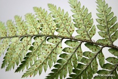 Polystichum neozelandicum neozelandicum