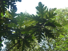 Artocarpus elasticus