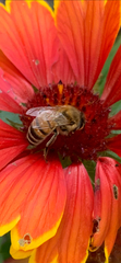 Apis mellifera