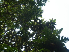 Artocarpus elasticus