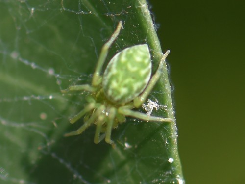Green Meshweaver, Groesbeek, Nederland, photo 7 of 10