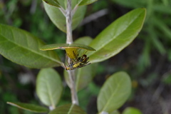 Panorpa meridionalis