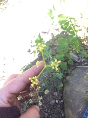 Lomatium martindalei