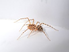 Scytodes thoracica