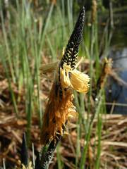 Carex elata