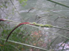 Carex elata