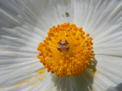 Argemone albiflora texana