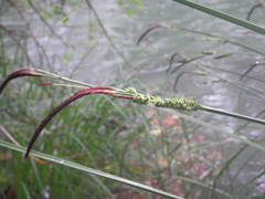 Carex elata