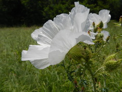 Argemone albiflora texana