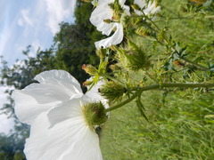 Argemone albiflora texana