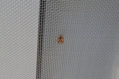 Phyllomorpha laciniata