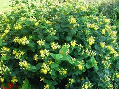 Hypericum inodorum