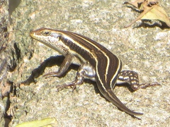 Trachylepis quinquetaeniata