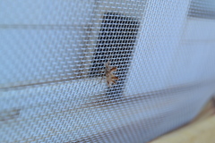 Phyllomorpha laciniata