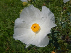 Argemone albiflora texana